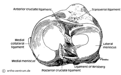 Anatomische Darstellung der beiden Menisci